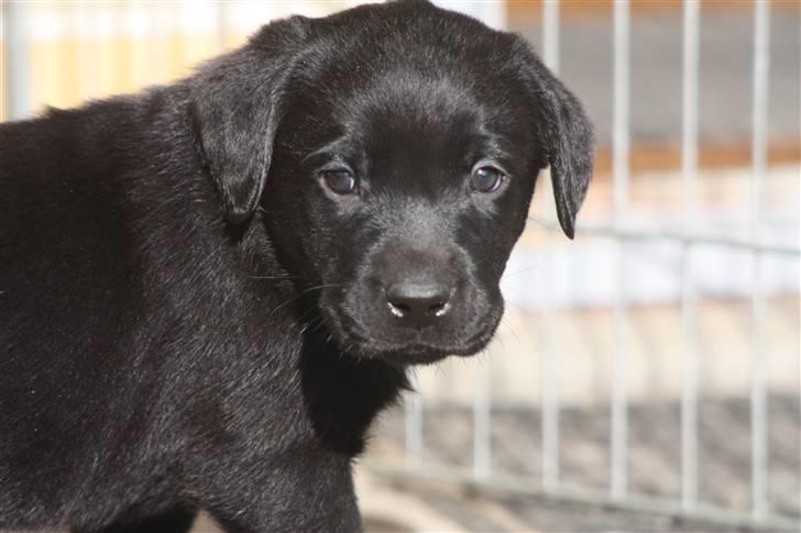 Labrador retriever Chief (Cody's A Man) * DØD * - Chief lige efter jeg havde valgt ham i kuldet ... han er her 5 uger 4 dage gammel :o) billede 1