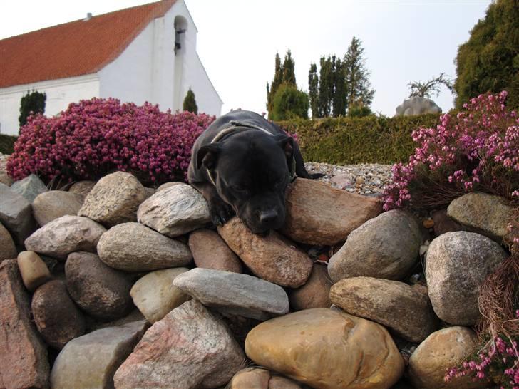 Staffordshire bull terrier All-Embracing "Sille" billede 2