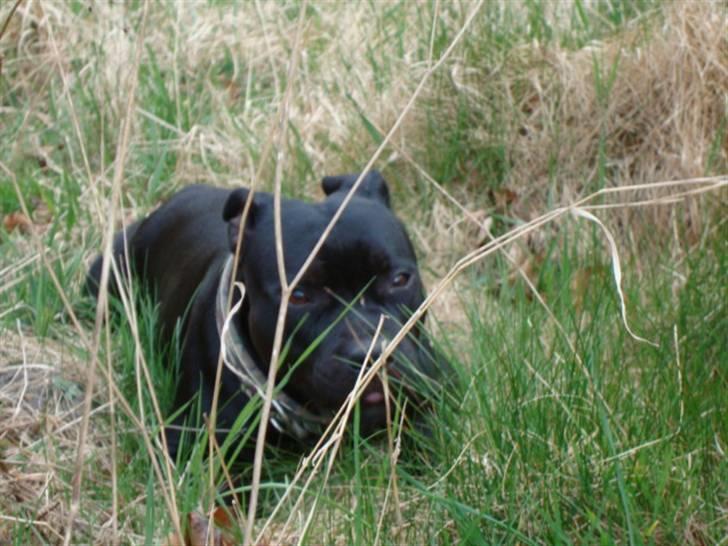 Staffordshire bull terrier All-Embracing "Sille" - Ha ha mor jeg gemmer mig, gider ikke alle de billeder. billede 3