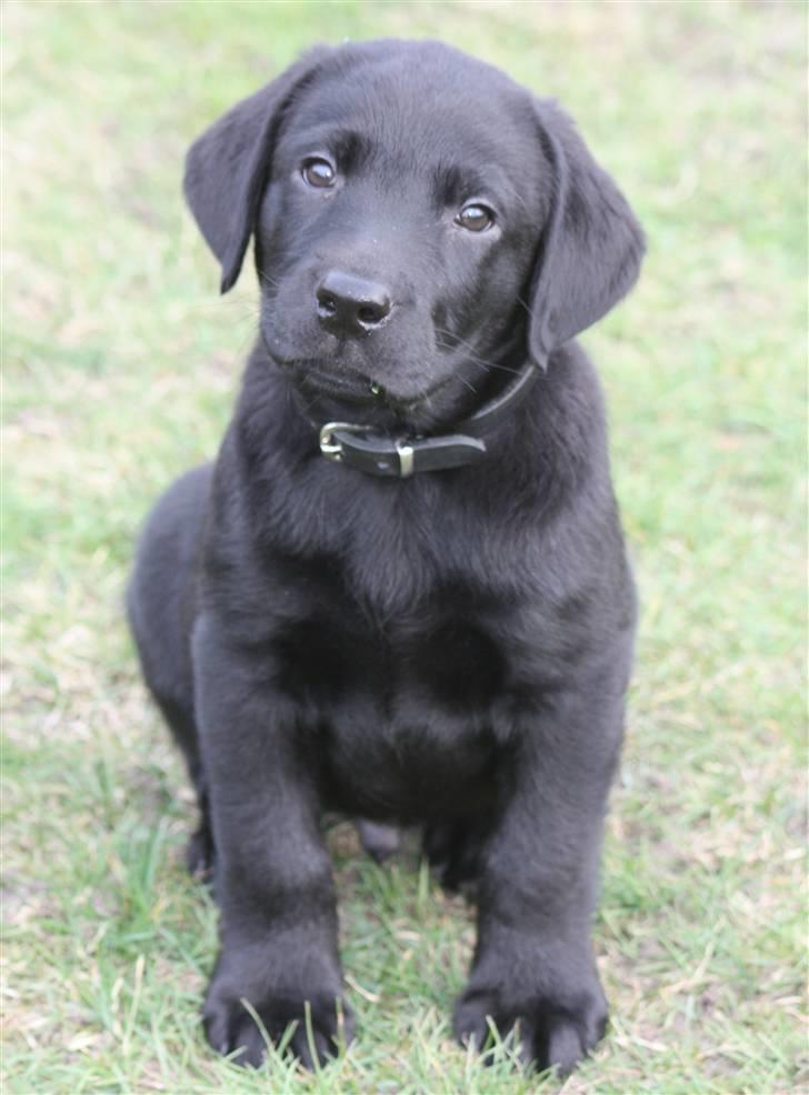 Labrador retriever Chief (Cody's A Man) * DØD * - Chief, 8 uger og 1 dag gammel :o) billede 2