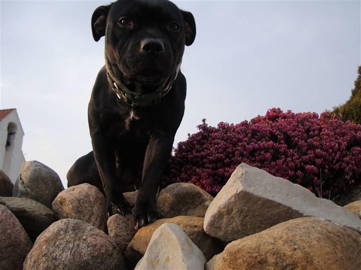 Staffordshire bull terrier All-Embracing "Sille" - Mor jeg er jo ikke vandretur i bjergene.  billede 5