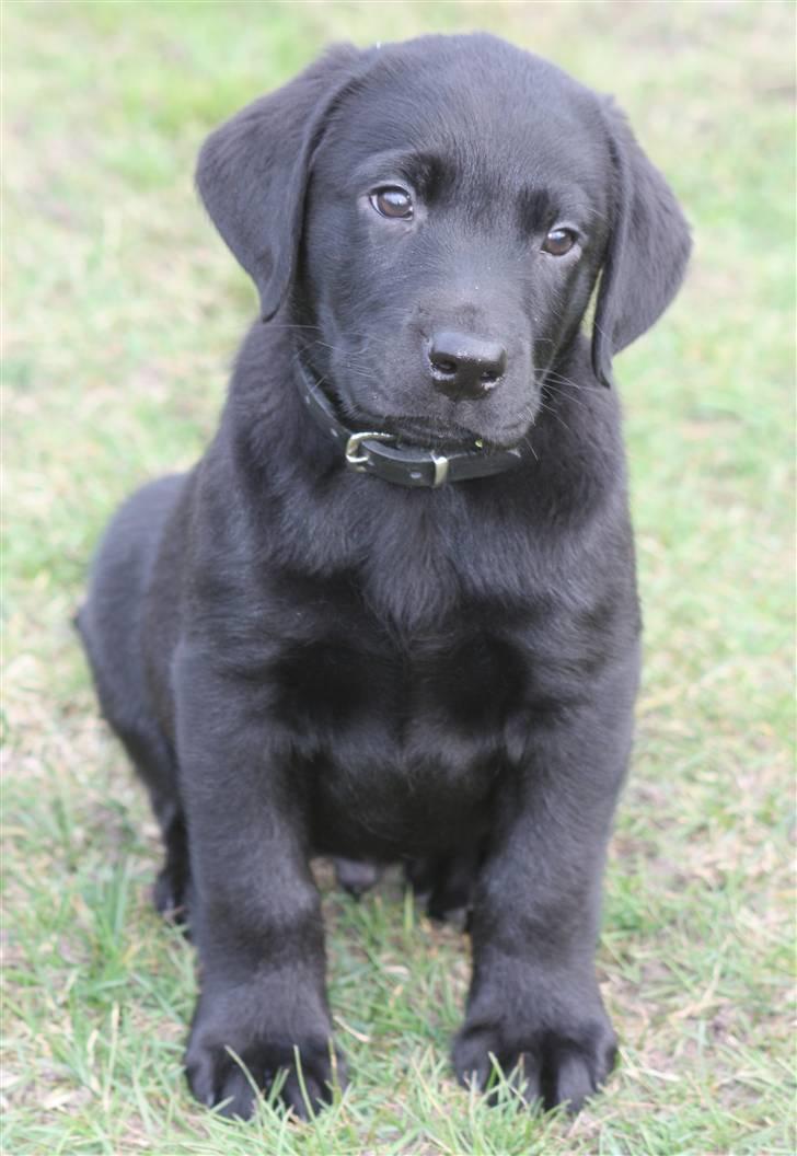 Labrador retriever Chief (Cody's A Man) * DØD * - Chief, 8 uger og 1 dag gammel :o) ... sidder bare lige her og ser såååå sød ud <3 billede 3