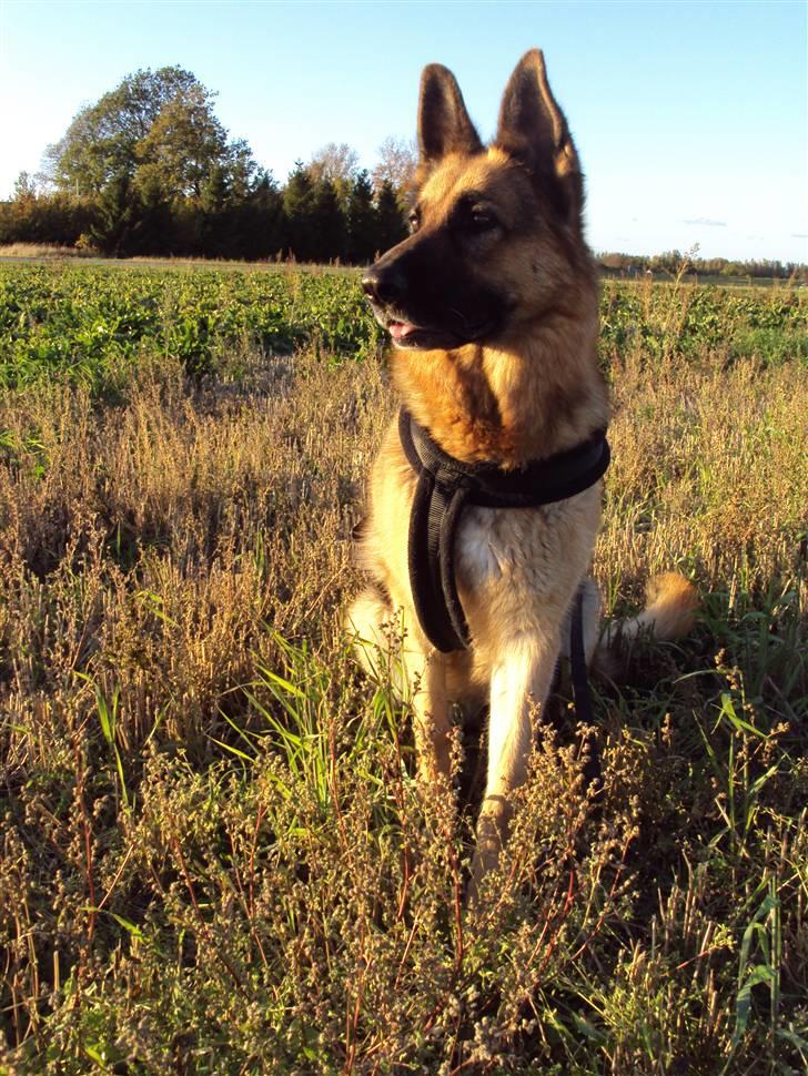 Schæferhund harrestrup friga  (rip):( - vi savner dig tøs billede 6