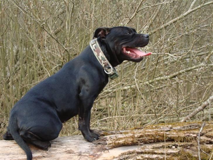Staffordshire bull terrier All-Embracing "Sille" billede 7