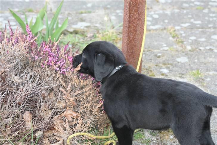 Labrador retriever Chief (Cody's A Man) * DØD * - Chief, 8 uger og 1 dag gammel :o) ... på opdagelse i sin nye have ! billede 4