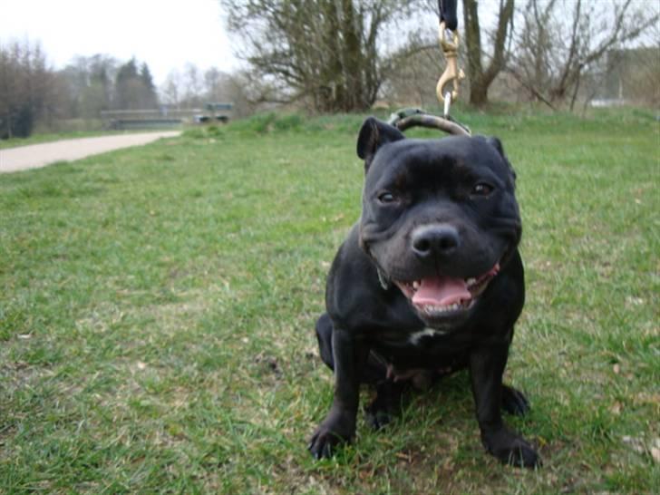 Staffordshire bull terrier All-Embracing "Sille" billede 9