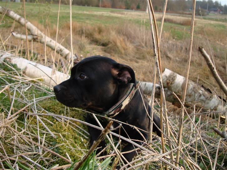 Staffordshire bull terrier All-Embracing "Sille" billede 10