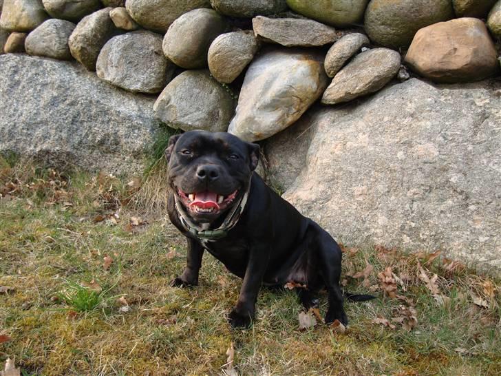 Staffordshire bull terrier All-Embracing "Sille" billede 11