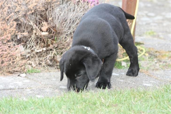 Labrador retriever Chief (Cody's A Man) * DØD * - Chief, 8 uger og 1 dag gammel :o) ... ALT skal undersøges ! billede 5