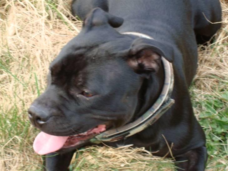 Staffordshire bull terrier All-Embracing "Sille" billede 12