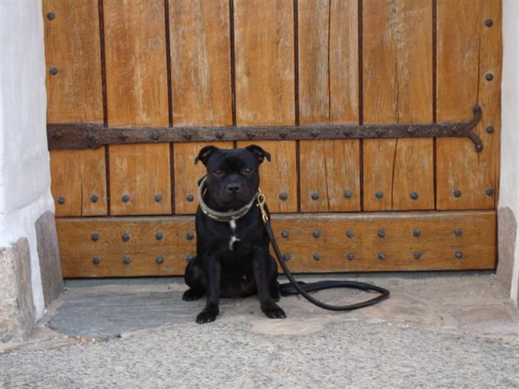 Staffordshire bull terrier All-Embracing "Sille" - Jeg er så LÆKKER siger min mor billede 13