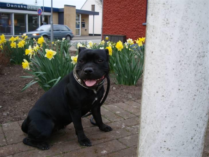Staffordshire bull terrier All-Embracing "Sille" - Jeg elsker forår. billede 14