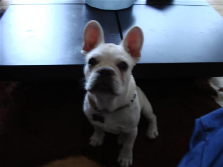 Fransk bulldog BoB billede 15