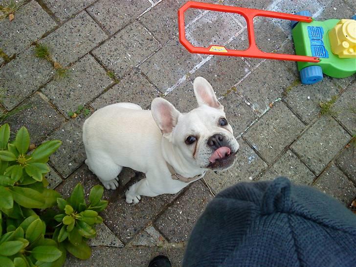 Fransk bulldog BoB - På ferie hos Samantha, Martin og Marcus billede 16