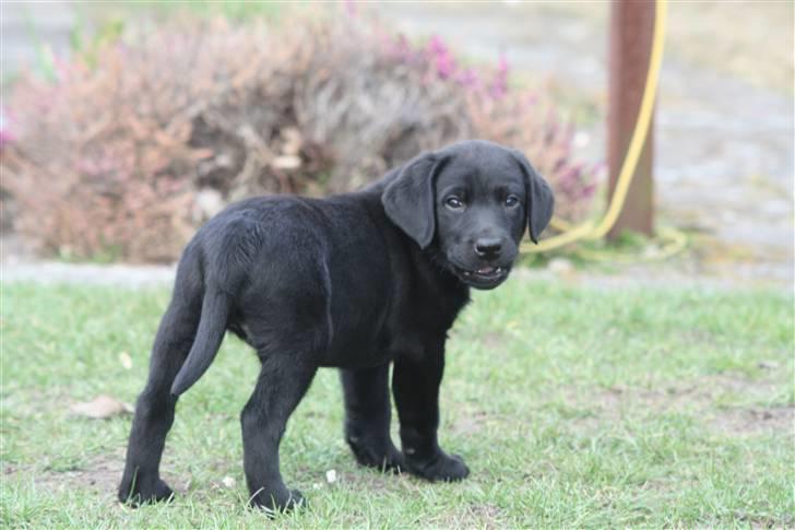 Labrador retriever Chief (Cody's A Man) * DØD * - Chief, 8 uger og 1 dag gammel :o) ... holder hele tiden øje med hvor vi er ... billede 6