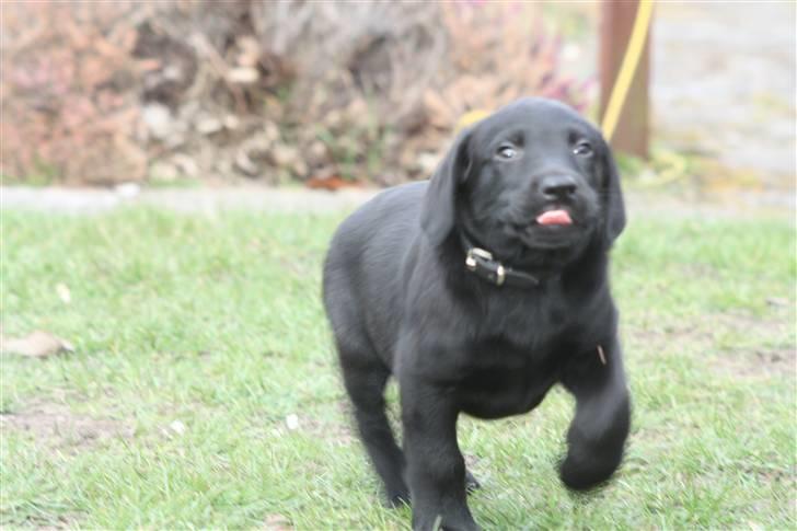 Labrador retriever Chief (Cody's A Man) * DØD * - Chief, 8 uger og 1 dag gammel :o) ... hvis vi er lidt for langt væk, så er det med at følge med ! billede 7