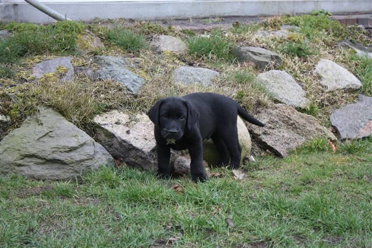 Labrador retriever Chief (Cody's A Man) * DØD * - Chief, 8 uger og 1 dag gammel :o) ... kom vist lige til at spise liiiidt planter i haven ... billede 9
