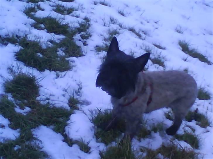 Cairn terrier Frida  billede 1