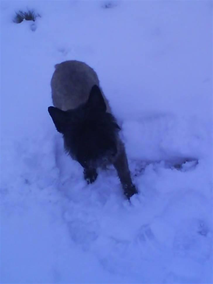 Cairn terrier Frida  billede 2