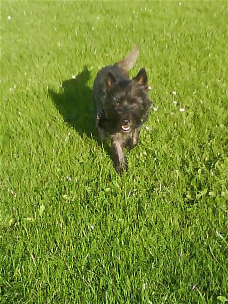 Cairn terrier Frida  billede 3