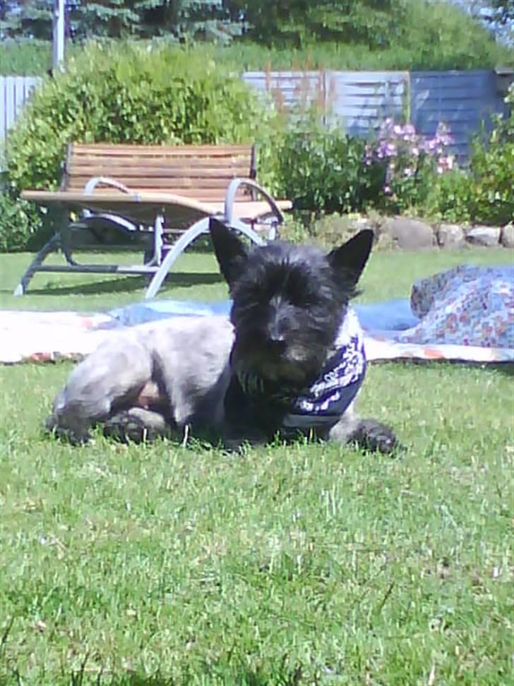 Cairn terrier Frida  billede 4
