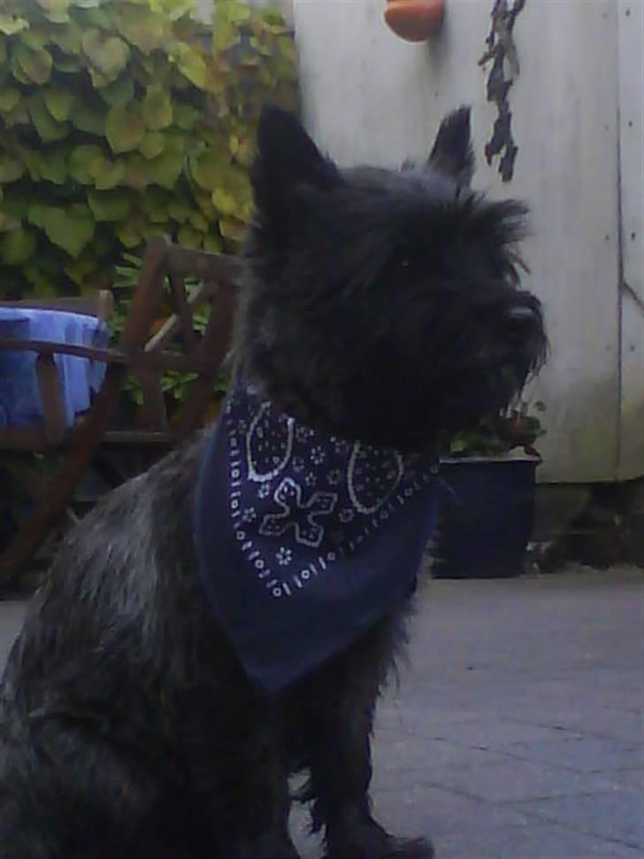 Cairn terrier Frida  billede 5
