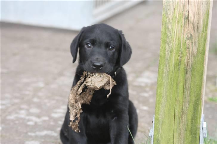 Labrador retriever Chief (Cody's A Man) * DØD * - Chief, 8 uger og 1 dag gammel :o) ... har lige fundet et flot blad ! billede 10