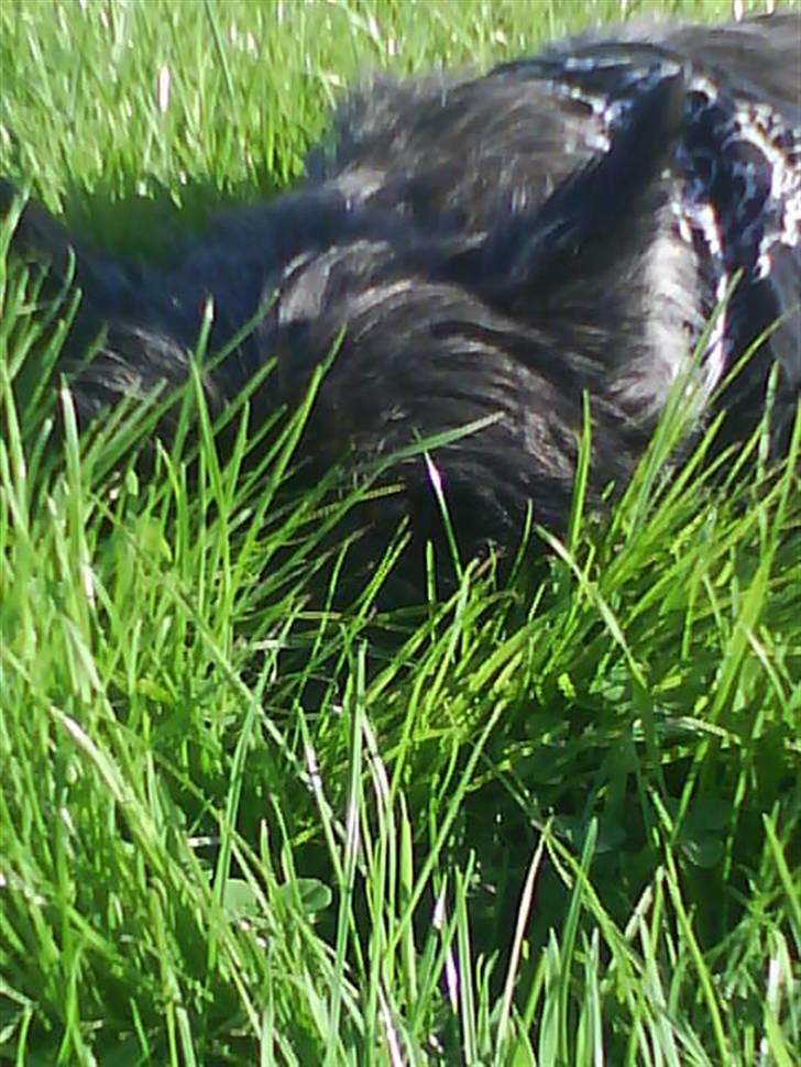 Cairn terrier Frida  billede 6