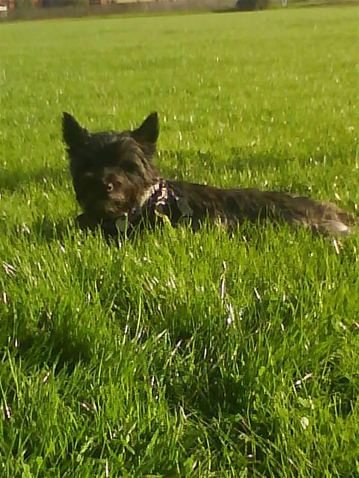 Cairn terrier Frida  billede 8
