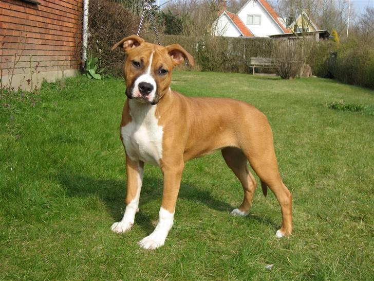 Amerikansk staffordshire terrier DKCH GreatVikingsYouMakeItReal - 07/04-2009. billede 16