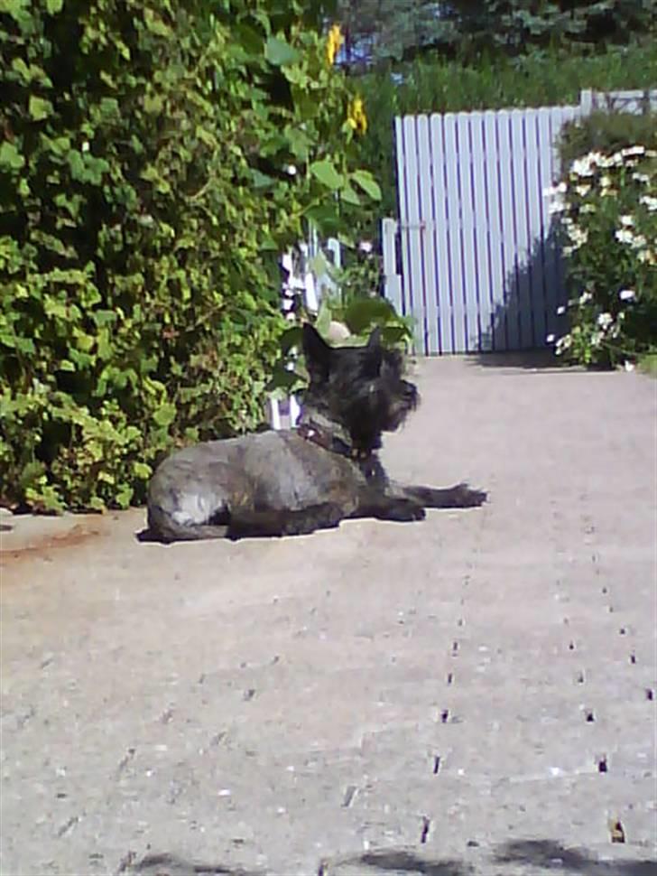 Cairn terrier Frida  billede 9