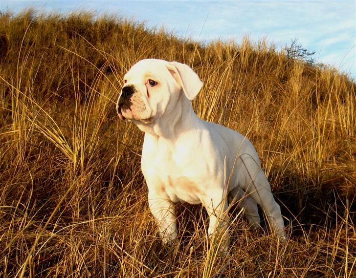 Amerikansk bulldog Kong Carnes Åse - Åse - en flot pige på 10 uger.  billede 20