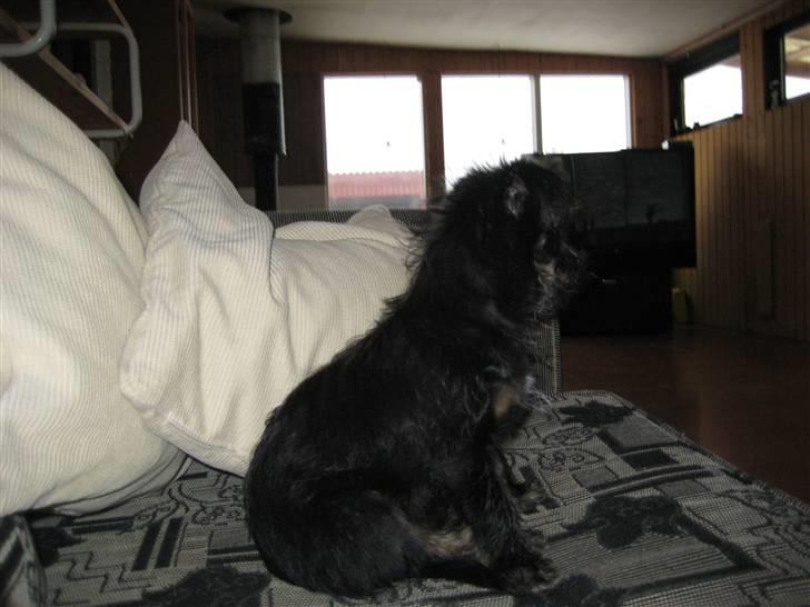 Blanding af racer Mulan billede 7