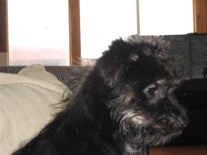 Blanding af racer Mulan billede 8