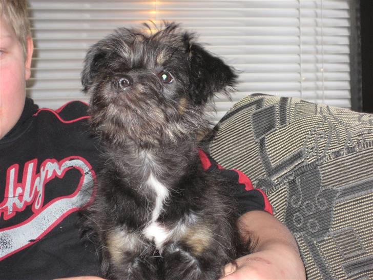 Blanding af racer Mulan billede 9