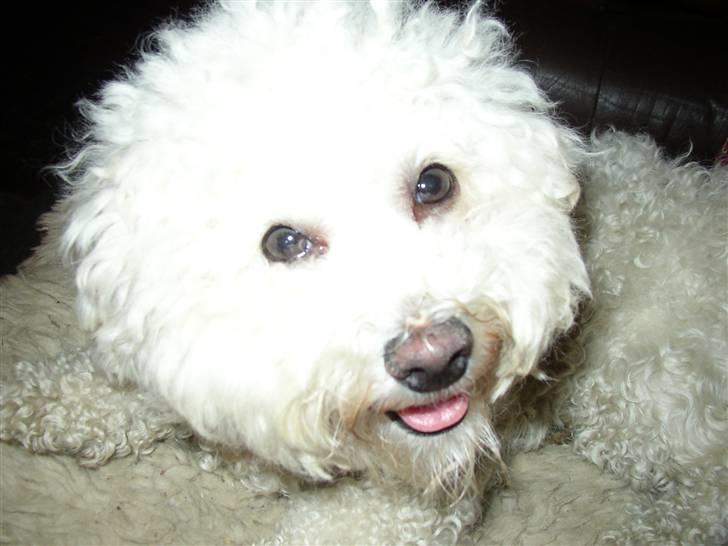 Bichon à poil frisé Monike - Monike billede 1