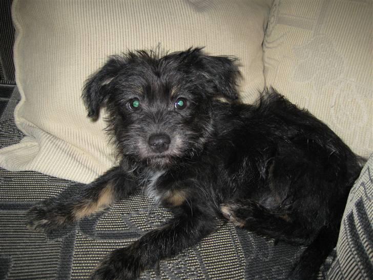 Blanding af racer Mulan billede 10