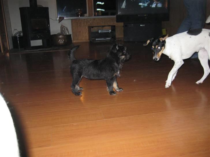 Blanding af racer Mulan billede 11