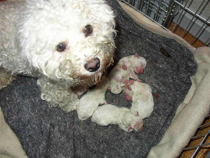 Bichon à poil frisé Monike - Monike med sine 5 hvalpe billede 2