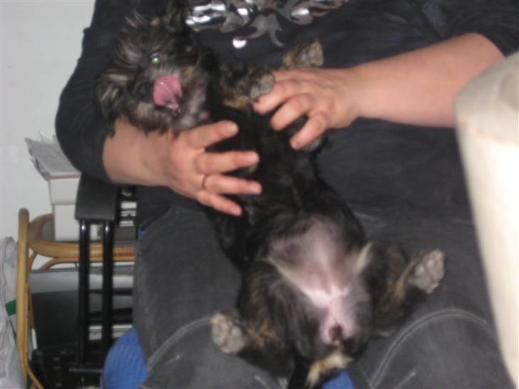 Blanding af racer Mulan billede 12