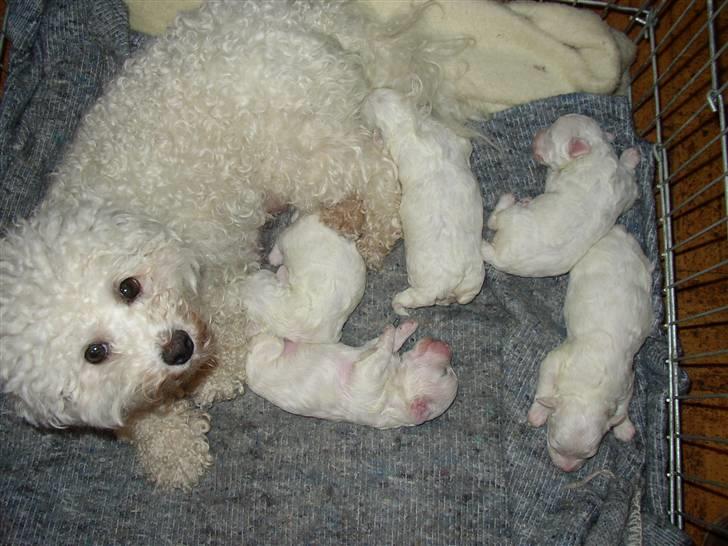 Bichon à poil frisé Monike - Monike med de 5,de skal flytte til påske billede 3