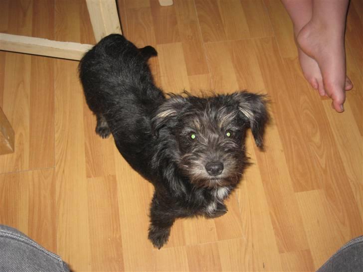 Blanding af racer Mulan billede 13