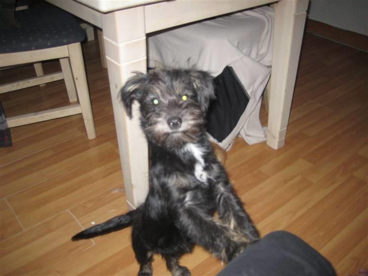 Blanding af racer Mulan billede 14