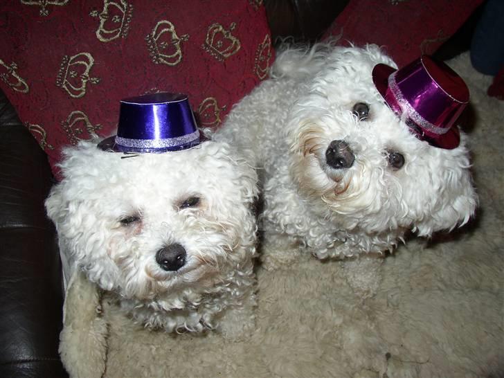 Bichon à poil frisé Monike - Monike med sin tvillingsøster Mette til nytår 08 billede 4