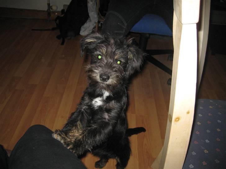 Blanding af racer Mulan billede 15