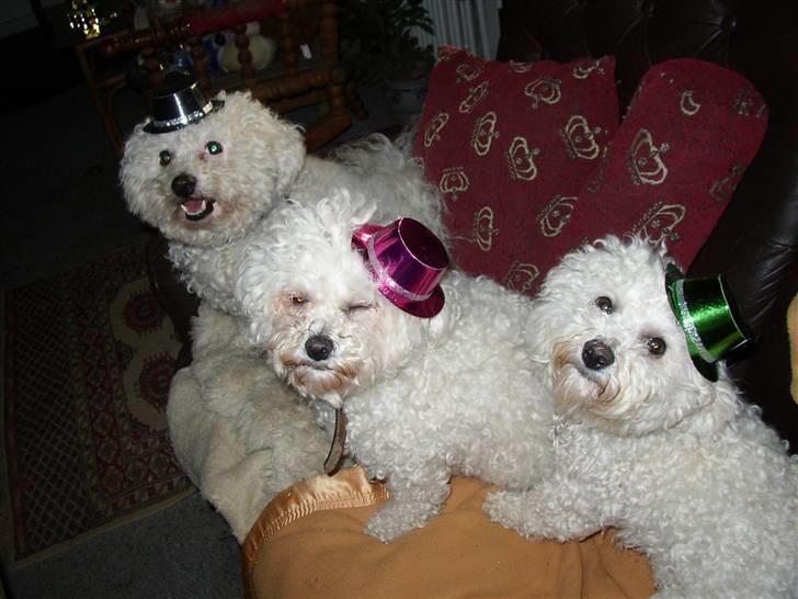 Bichon à poil frisé Monike - Her har Monike & Mette taget deres mor, Skovfryds Snow Malene med til nytår 08 billede 5