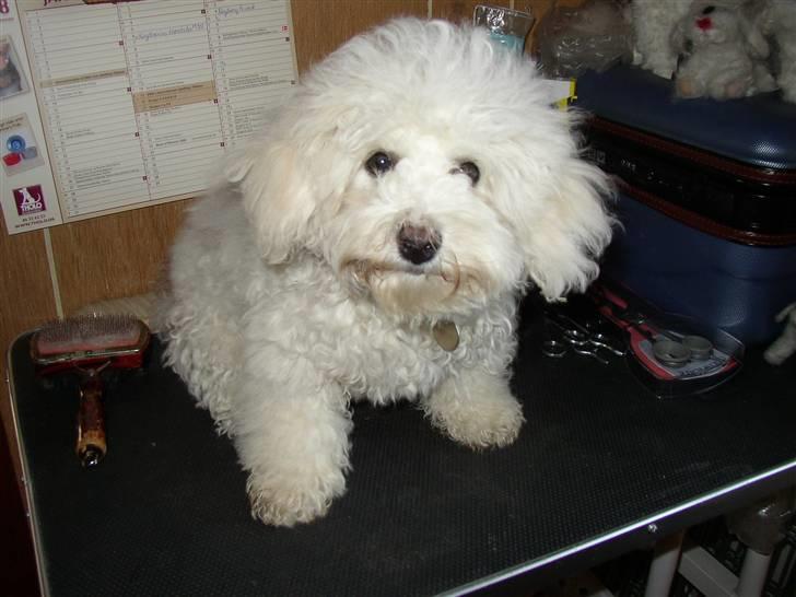 Bichon à poil frisé Monike - Skal jeg nu børstes igen? billede 6