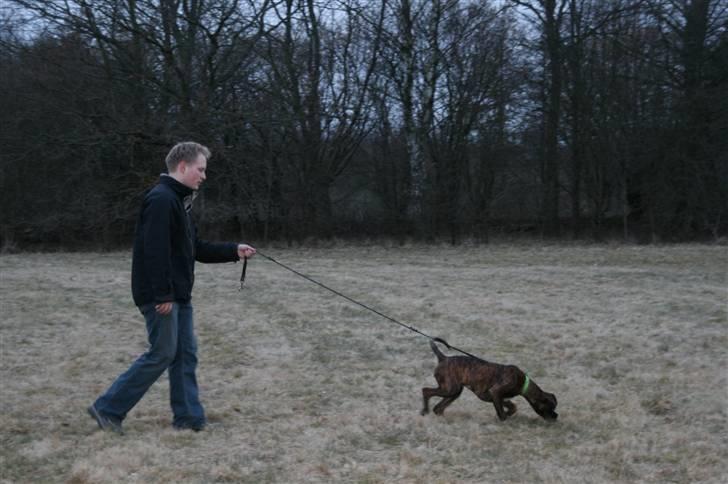 Boxer Roma billede 14