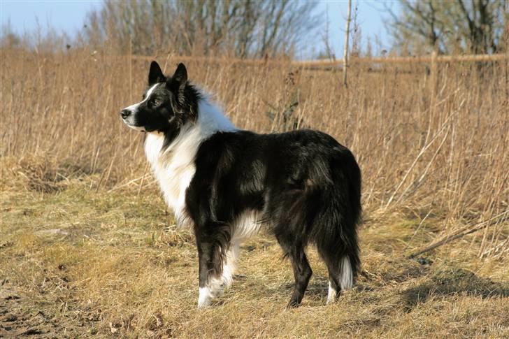 Border collie Luske (tidligere Lucca) billede 1