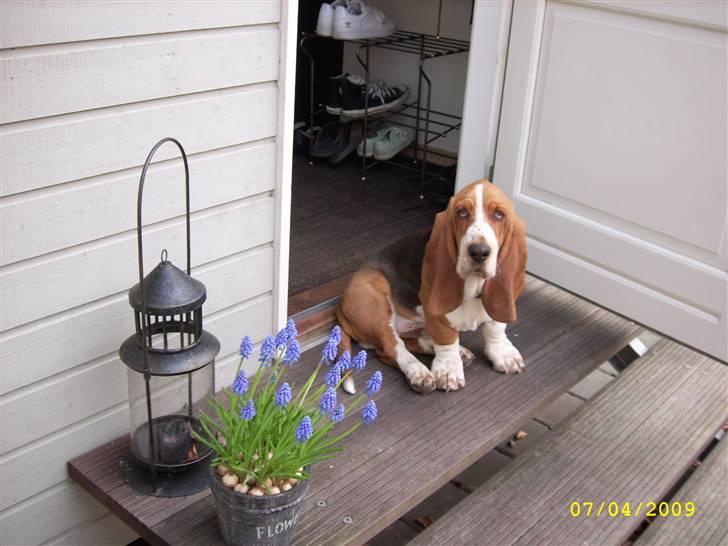 Basset hound Ludvig - Holder øje med haven fra trappen - er lidt træt! billede 15